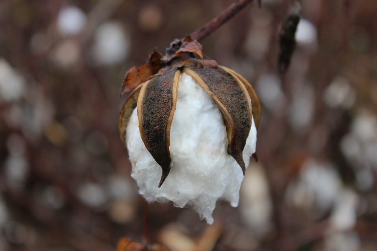 Egyptian Cotton vs Turkish Cotton: A Buyer's Guide